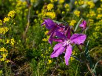 Arktisches Weidenröschen